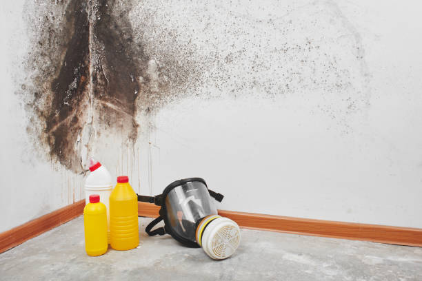 Best Attic Mold Removal  in Okawvle, IL