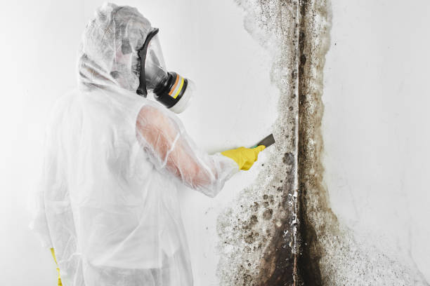 Home Mold Removal in Okawville, IL