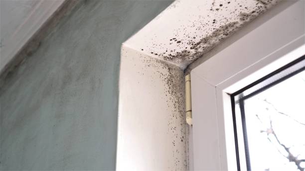 Mold Removal Process in Okawville, IL
