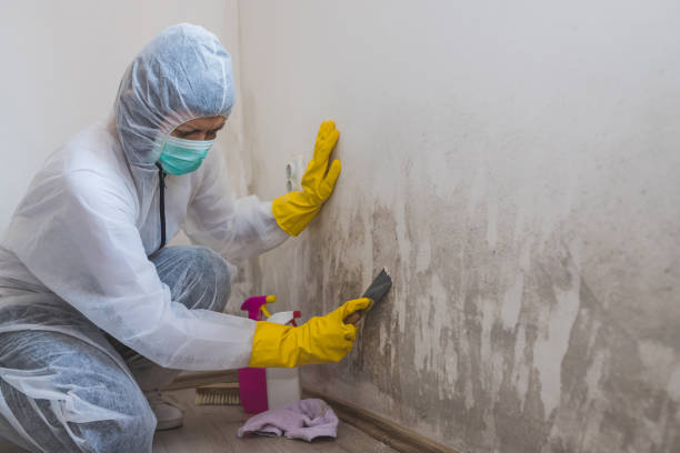 Best Mold Testing  in Okawvle, IL