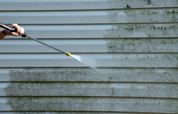 Best Black Mold Removal  in Okawvle, IL