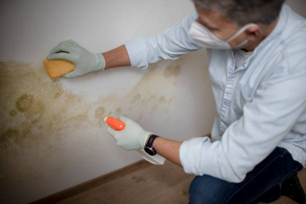 Best Water Damage Restoration  in Okawvle, IL