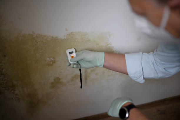 Best Mold Removal Near Me  in Okawvle, IL