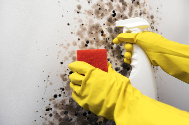 Best Home Mold Removal  in Okawvle, IL