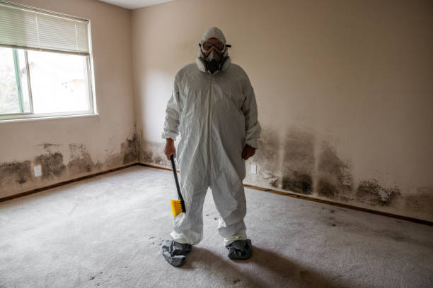 Best Emergency Mold Removal  in Okawvle, IL