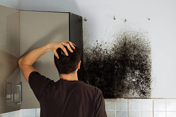 Best Professional Mold Removal  in Okawvle, IL