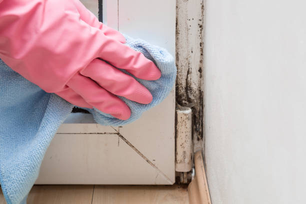 Best Mold Damage Repair  in Okawvle, IL