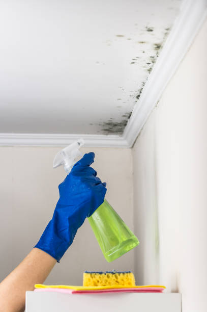Best Residential Mold Removal  in Okawvle, IL