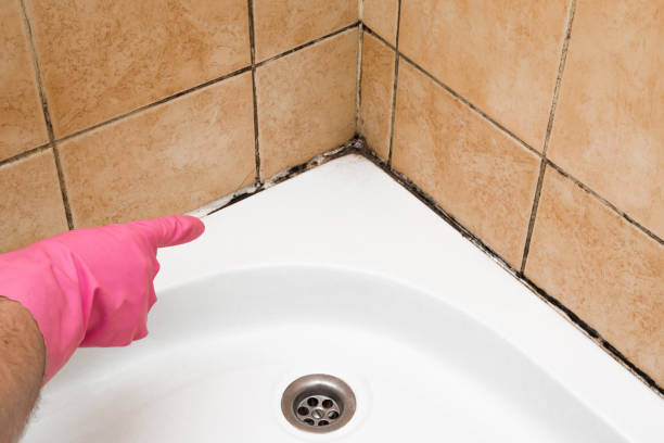 Best Local Mold Removal Service  in Okawvle, IL