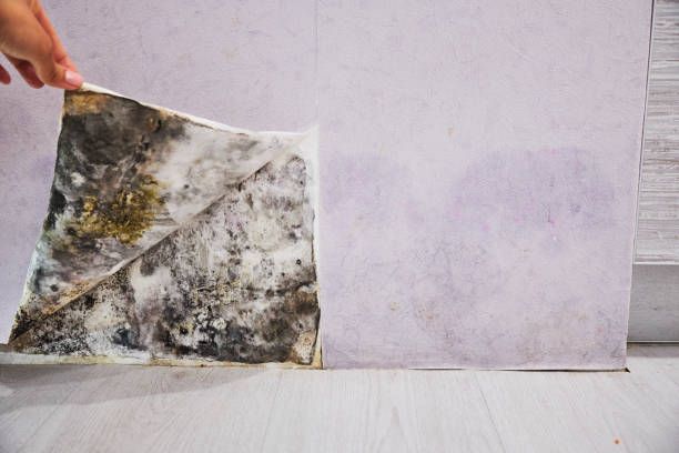 Best Mold Testing  in Okawvle, IL